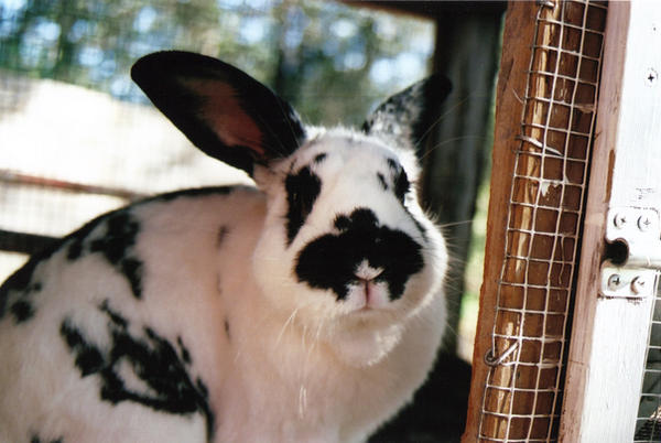 Dalf Rabbit rabbit by blaef on DeviantArt