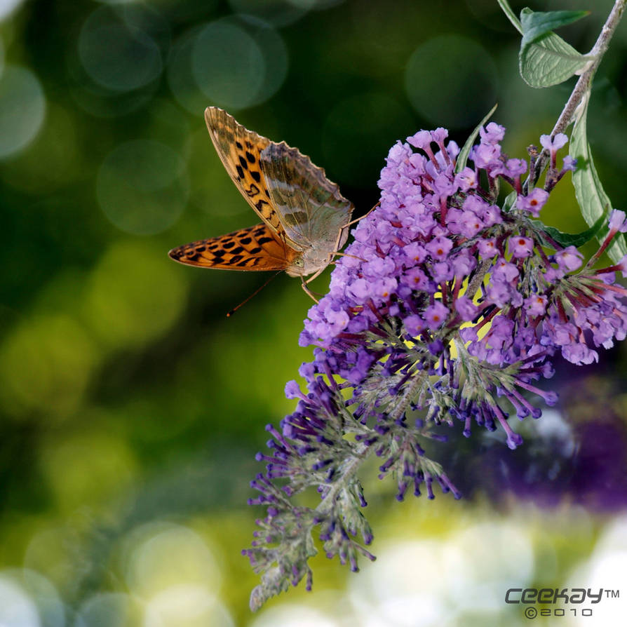 lavender lunch