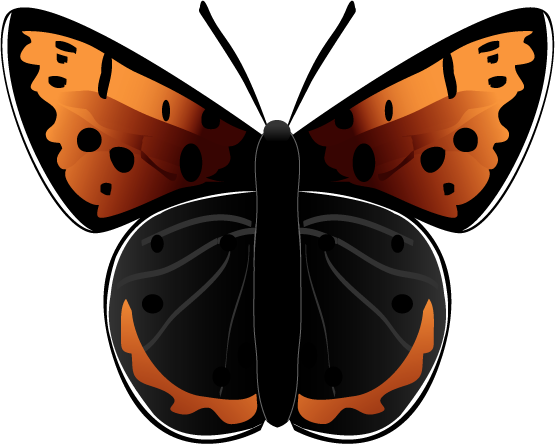 CG assignment - Butterfly