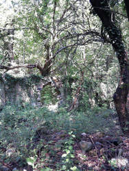 Tree and Ruins