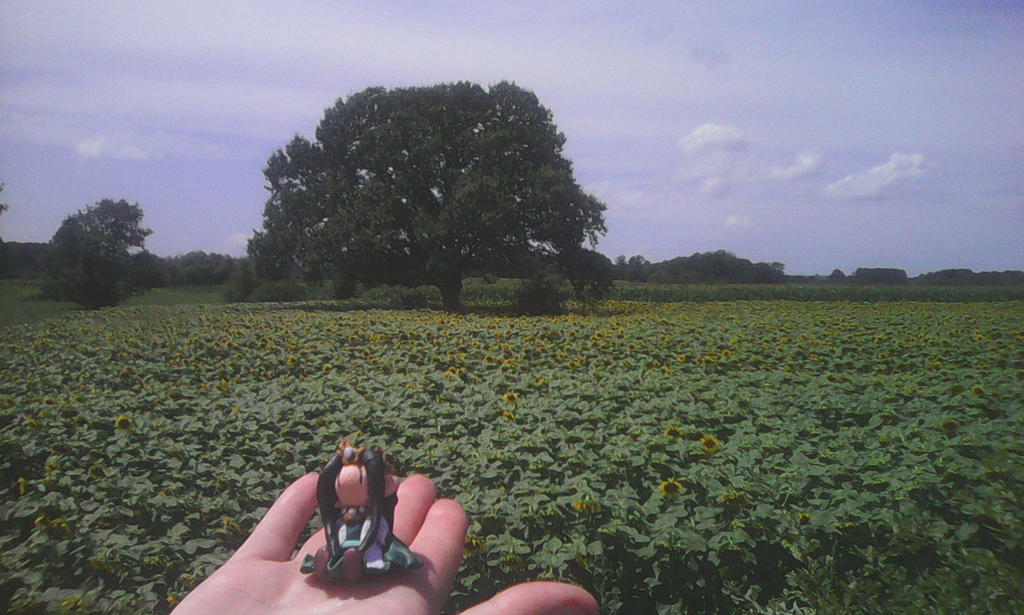 Trip to Belgrade - sunflower fields