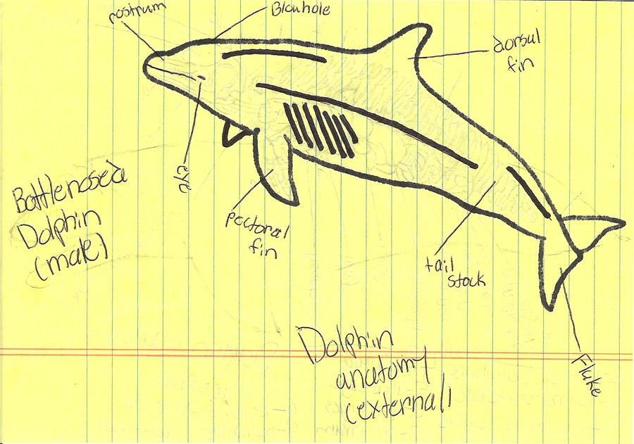 Dolphin Anatomy external by seatosea on DeviantArt