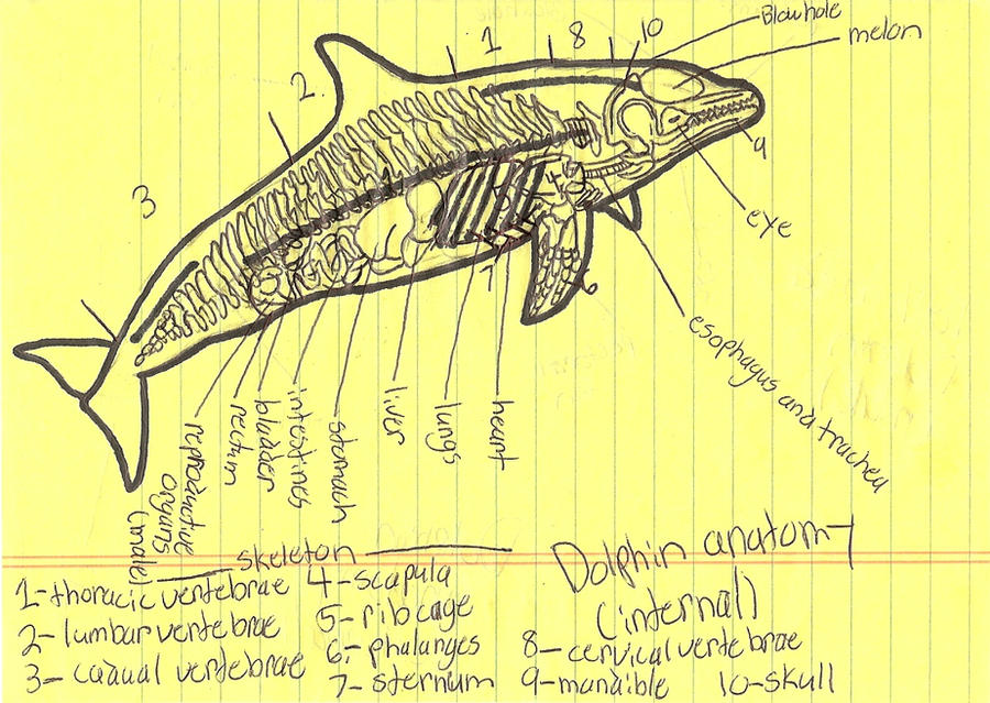 Dolphin Anatomy internal by seatosea on DeviantArt