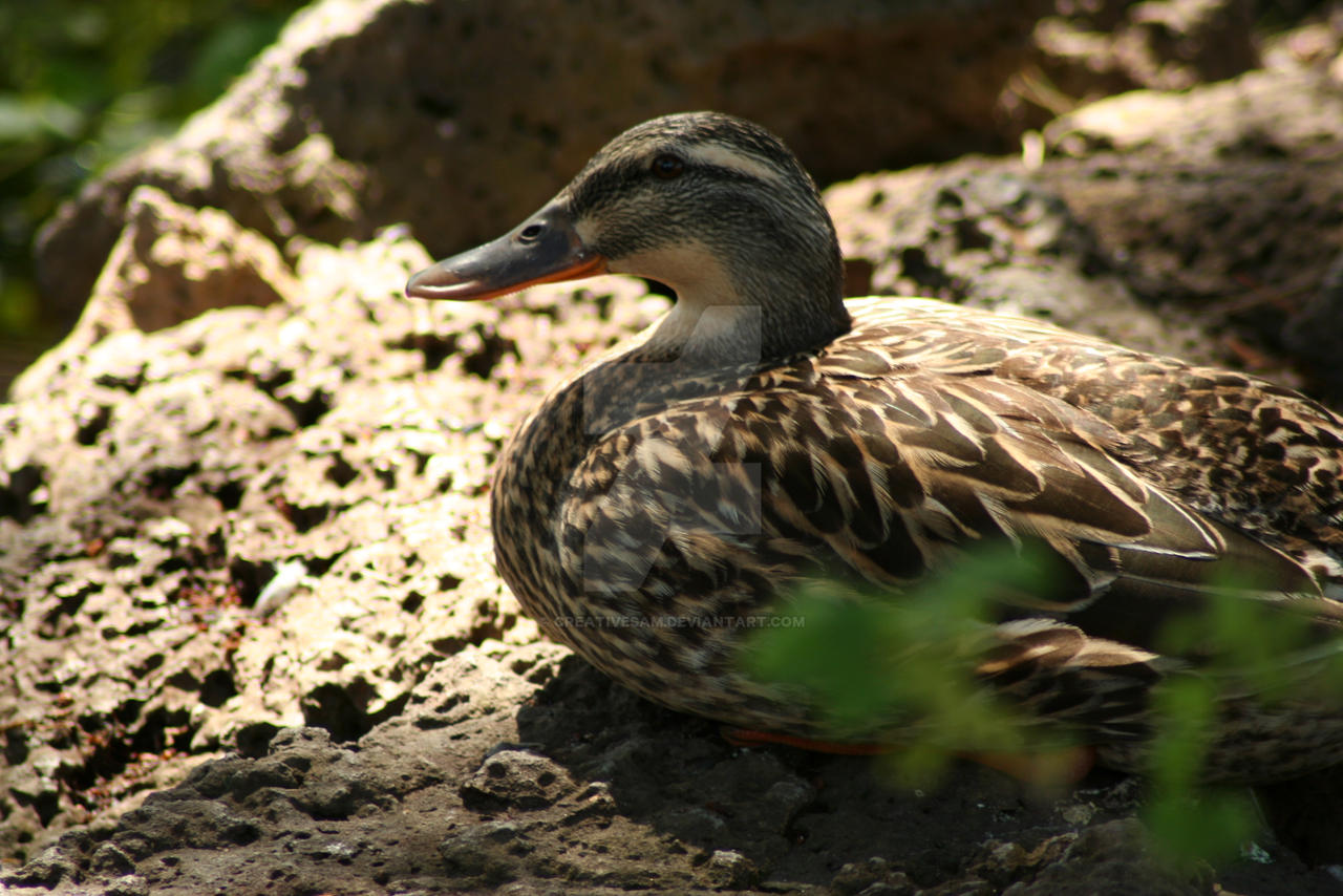 Mallard Duck