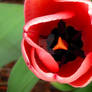 Tulip Closeup