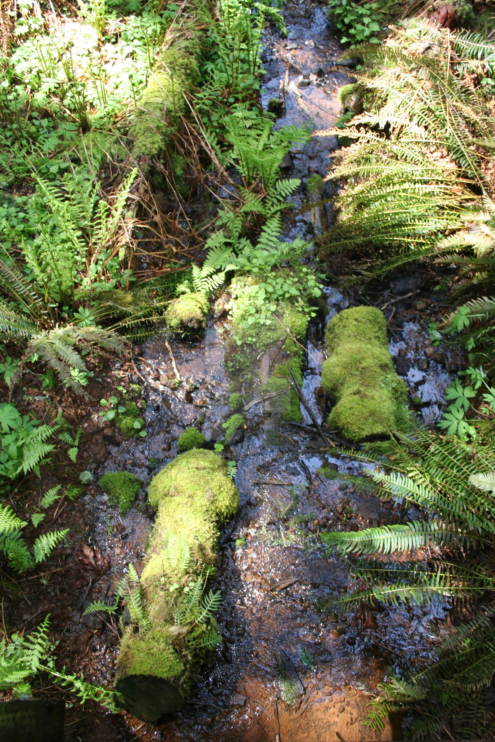 Rivulet by creativesam on DeviantArt