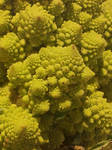 NATURAL FRACTALS 3 ~ ROMANESCO BROCOLY by DAGAIZM