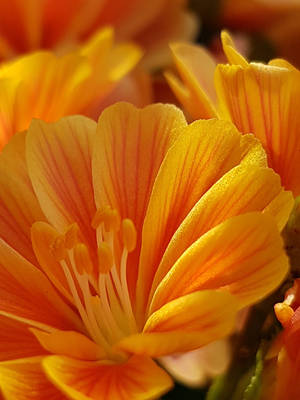 GOLDEN LEYERS ~ on my balcony by DAGAIZM