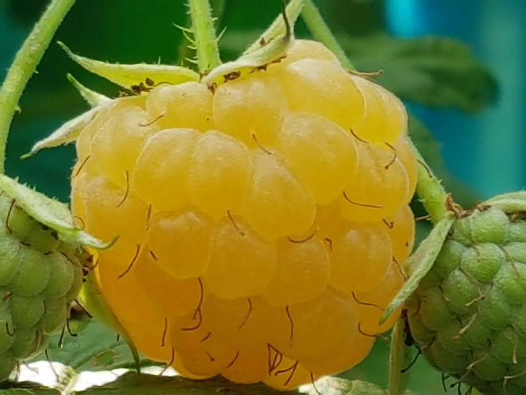 Hanging Golden Raspberry GOLDEN RASPBERRY READY TO EAT ~ on my balcony by DAGAIZM on DeviantArt
