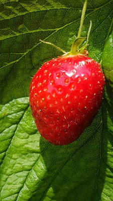 DELICIOUS STROWBERRY ~ on my balcony