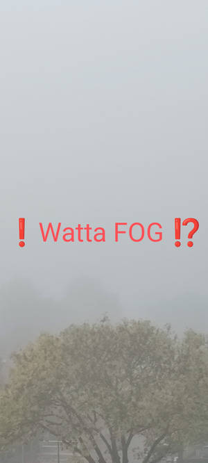 WATTA FOG!? ~ morning swear