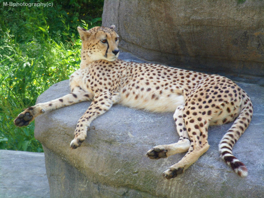 Queen of the rock