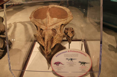 Smithsonian - Neoceratopsians