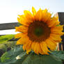 Sunflower 2