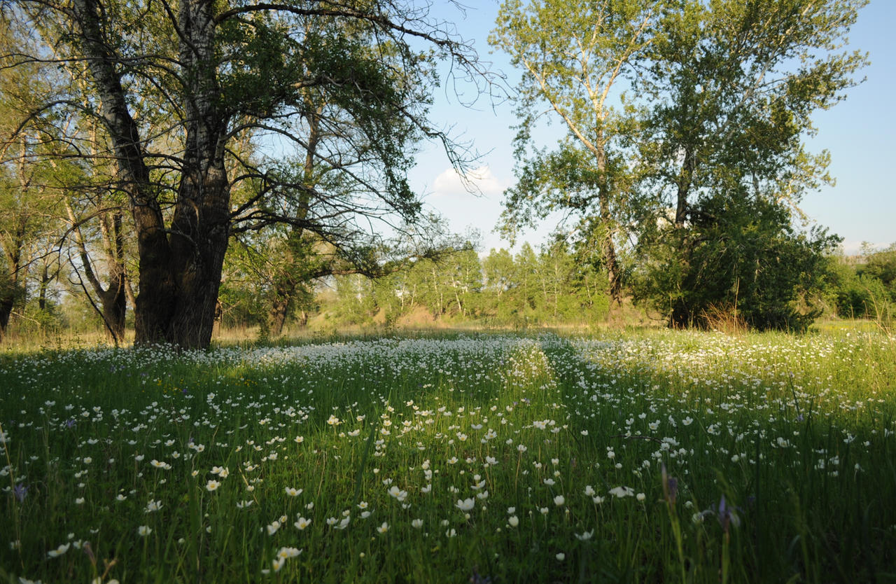 Flower Fields