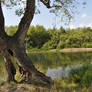 A tree near the water