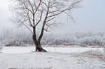 Trees in the Snow3 by Tumana-stock