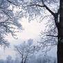 Trees in the Snow5