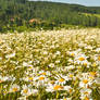 Field of daisies