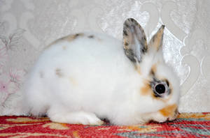 A small rabbit