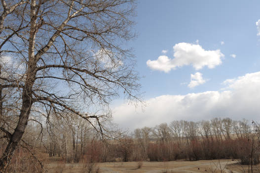 tree branches against the sky