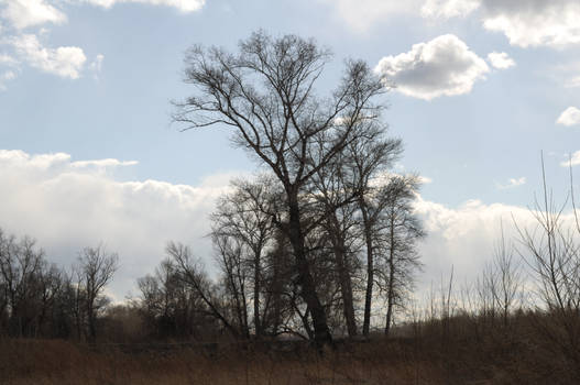 Tree against the sky