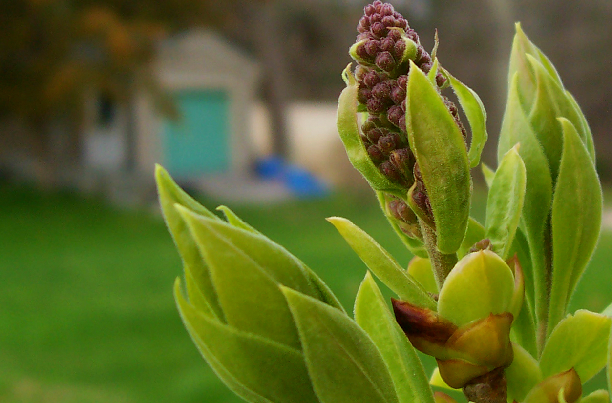 Lilac Tree Buds