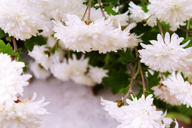 snow flowers