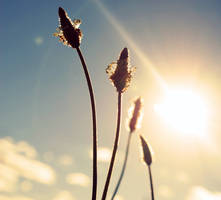 Sun and plants