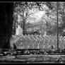 The Confederate Cemetery -bw-