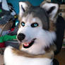 Realistic Wolfdog Head and Tail *SOLD*