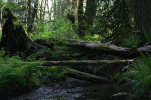 the stream