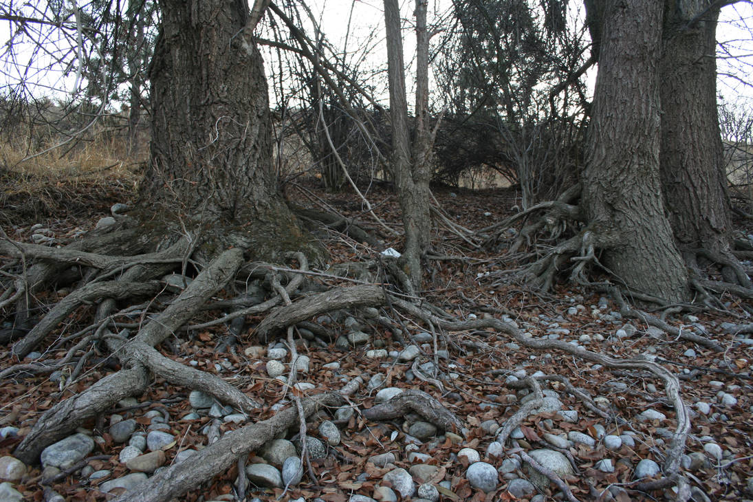 The way the roots work. by rockythepirate on DeviantArt