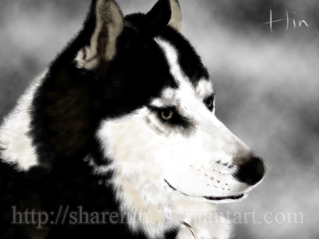 Siberian Husky