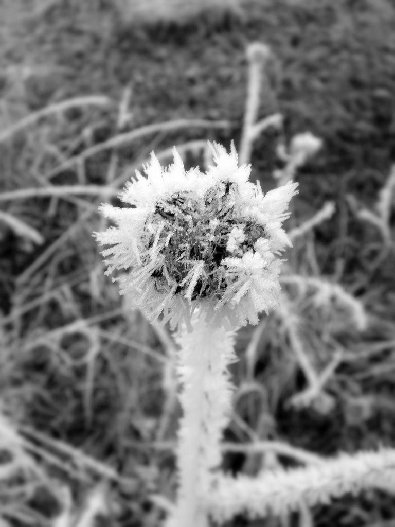 A dried, icy flower