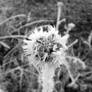 A dried, icy flower