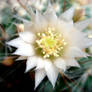 Cactus Flower