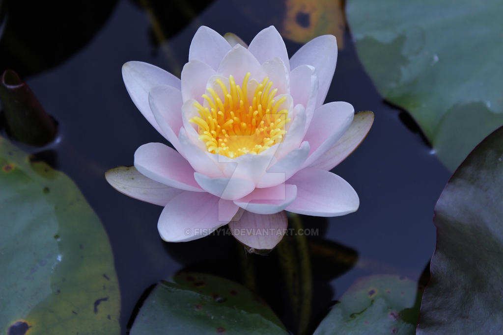 The Lotus and the heart