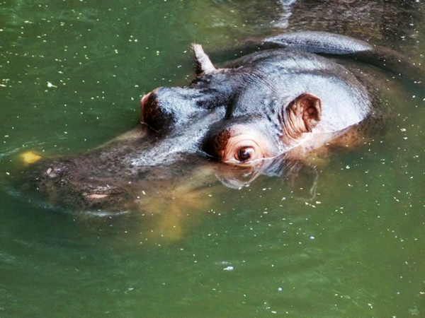 Hippo