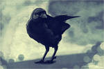 - The Jackdaw - by Kiulani