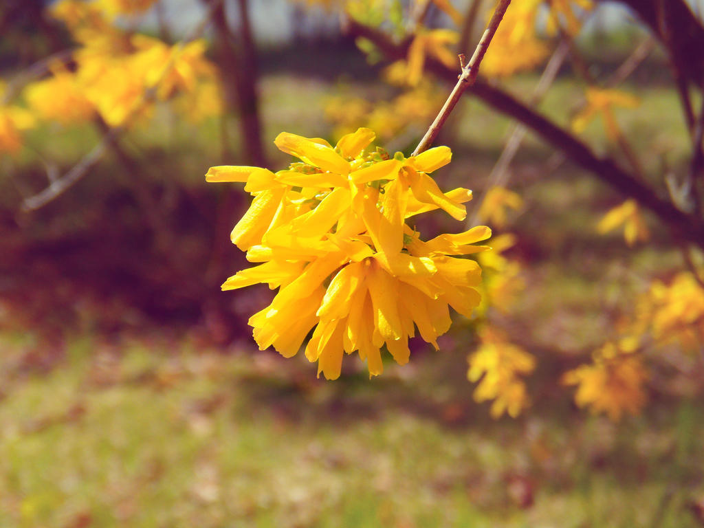 Spring Flower