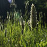 Placid Grasses