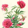 Peony (Paeonia officinalis Rosea Plena)