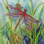 Dragonfly and Common Rushes