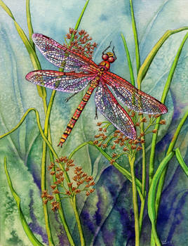 Dragonfly and Common Rushes