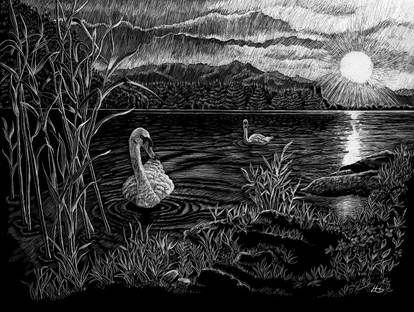 Swan Lake At Sunset, scraperboard, 23 by 30.5cm