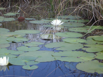 Lonely Lotus