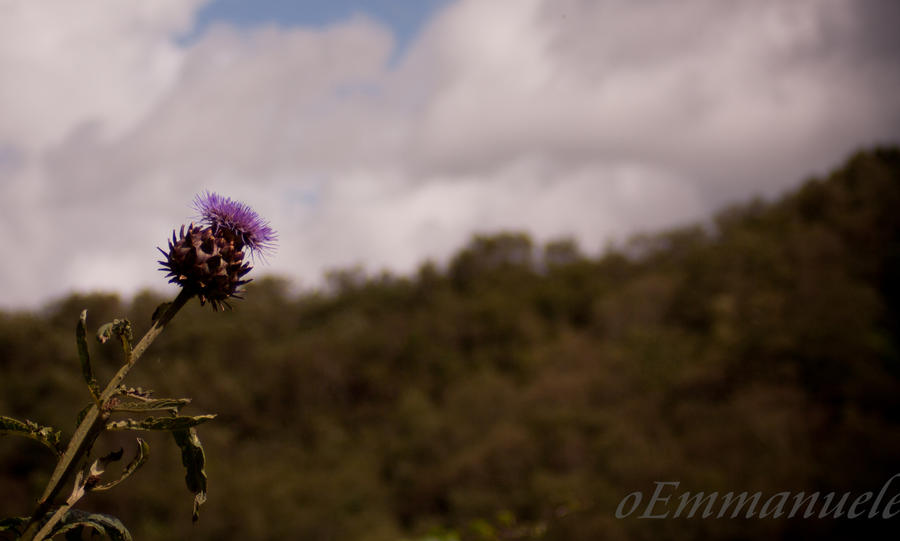 Thistle high in the sky