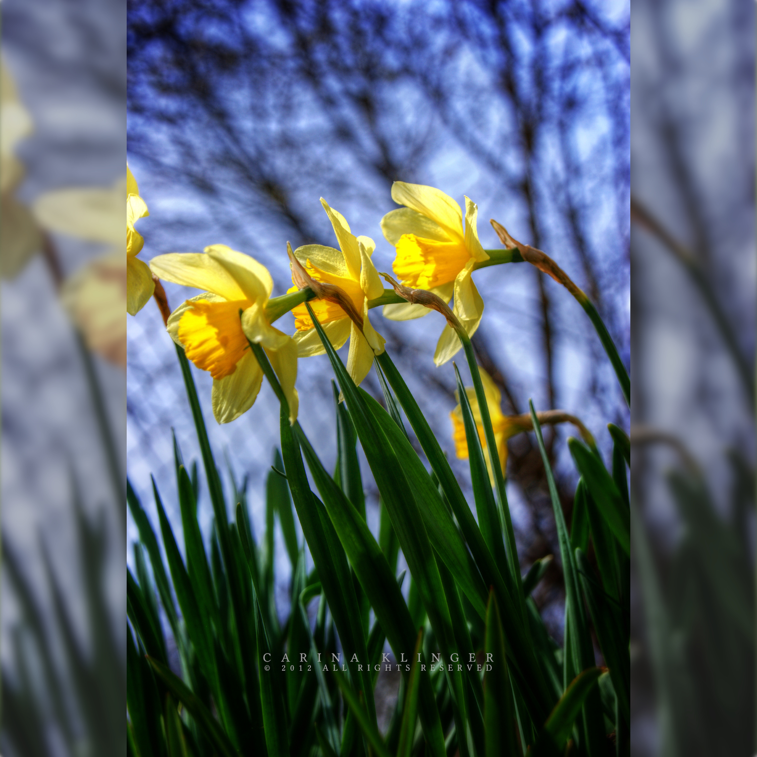 Daffodils.