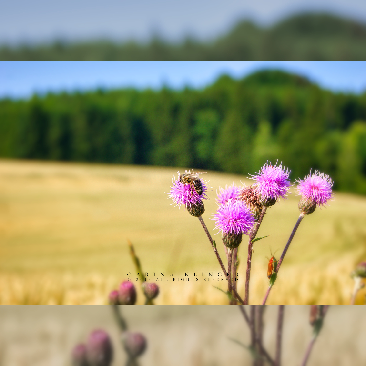 Edge of the woods and fields